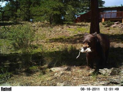 Courtesy Photo Of A Bear To Share Image